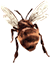 abelha-02